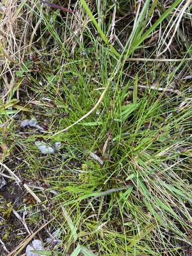 Schoenus apogon observed 2024-04-13