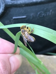 Apis mellifera