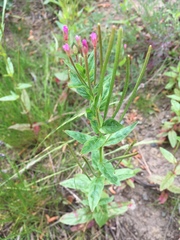 Epilobium ciliatum watsonii