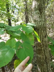 Tilia americana caroliniana