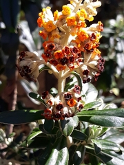 Buddleja coriacea