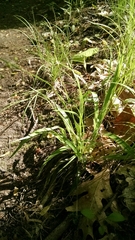 Luzula acuminata acuminata