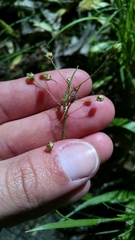 Luzula acuminata acuminata