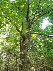 Tilia americana caroliniana