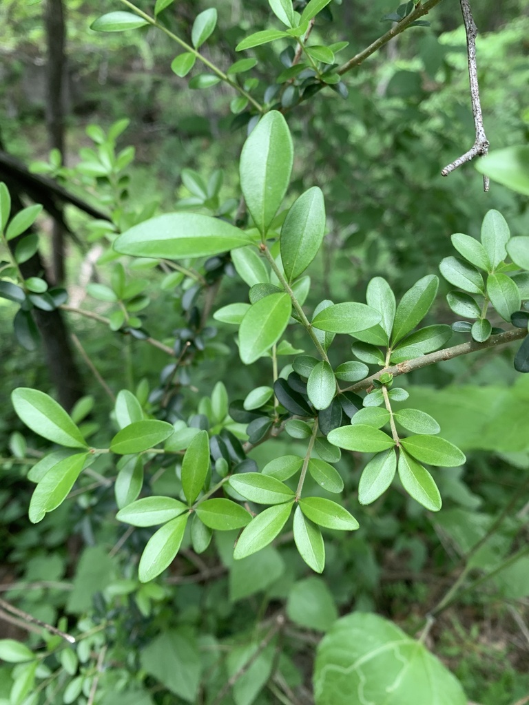 quihoui-privet-from-tarrytown-austin-tx-us-on-april-13-2024-at-02