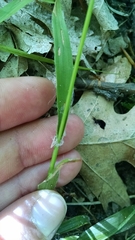 Luzula acuminata acuminata