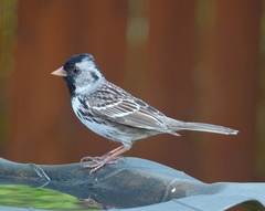 Harris's Sparrow photo 2