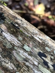 Gigantiops destructor