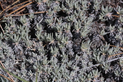 Eriogonum wrightii subscaposum