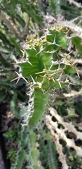 Euphorbia pseudocactus