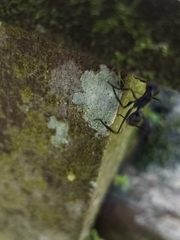 Gigantiops destructor