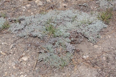Eriogonum wrightii subscaposum