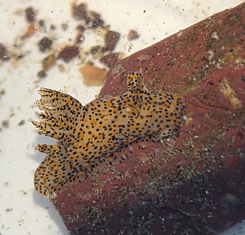 ミズタマウミウシ