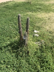 Corryocactus melanotrichus