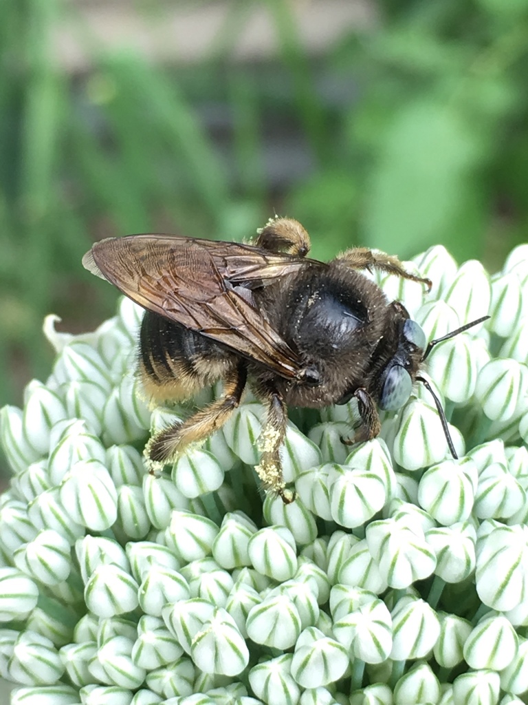 Parkinson's carpenter bee