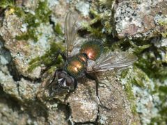 Gymnocheta viridis