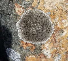 Dimelaena