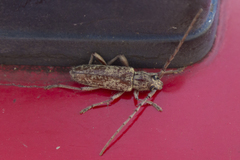 Elaphidion mucronatum