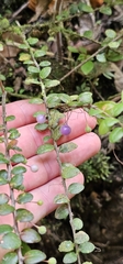 Sphyrospermum buxifolium image