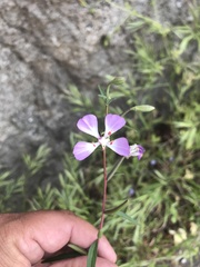 Clarkia delicata