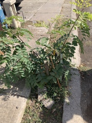 Erythrostemon mexicanus