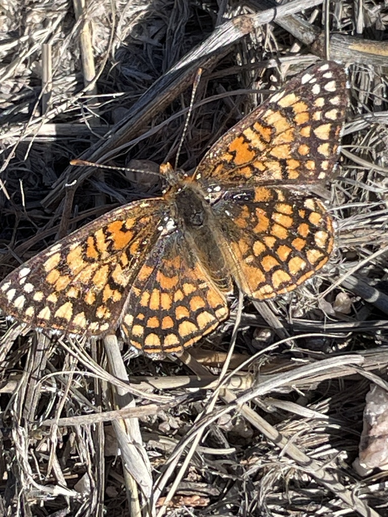 Sagebrush Checkerspot from Pima County, AZ, USA on April 13, 2024 at 08 ...