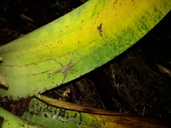 Phoneutria boliviensis