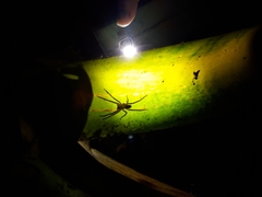 Phoneutria boliviensis