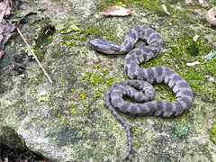 Nerodia sipedon insularum