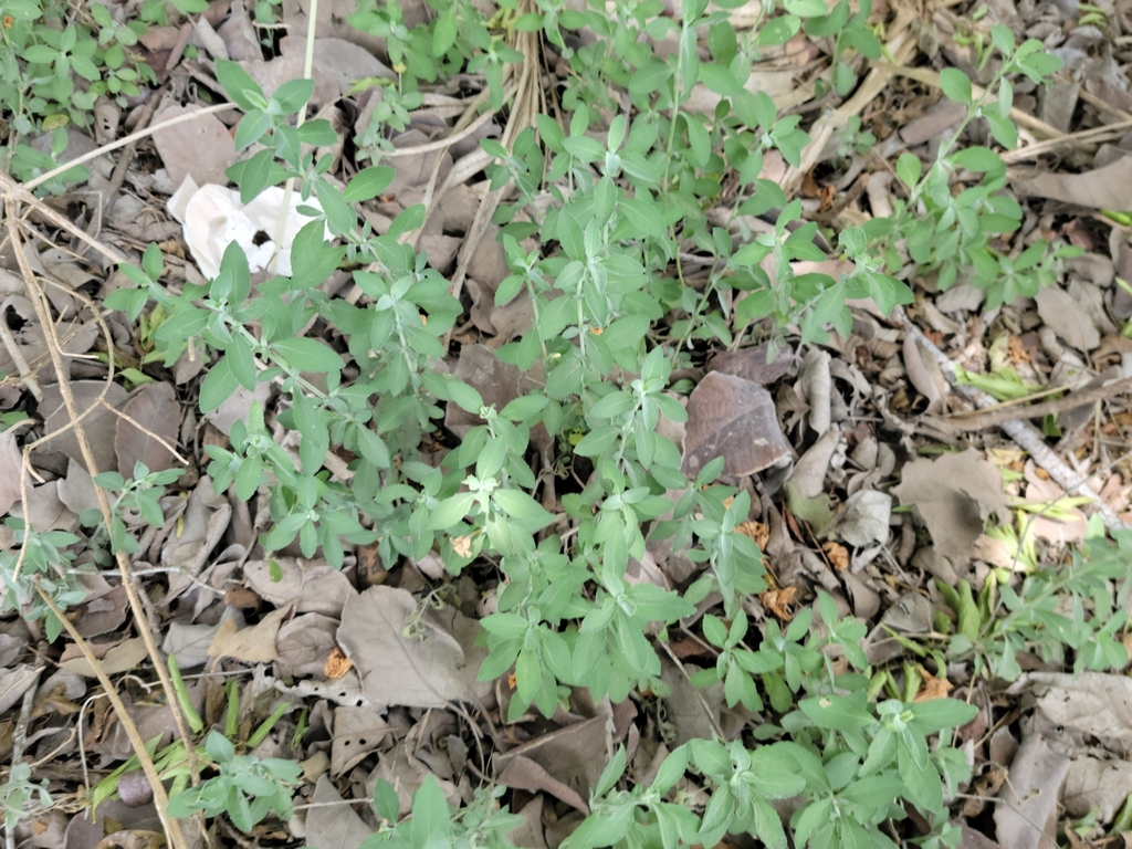 Dyschoriste crenulata; photograph (c) johnyochum, some rights reserved (CC BY)
