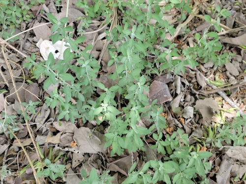 wavyleaf snakeherb (Dyschoriste crenulata)