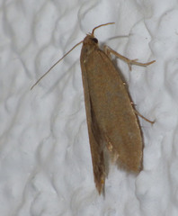 Pseudatemelia subochreella