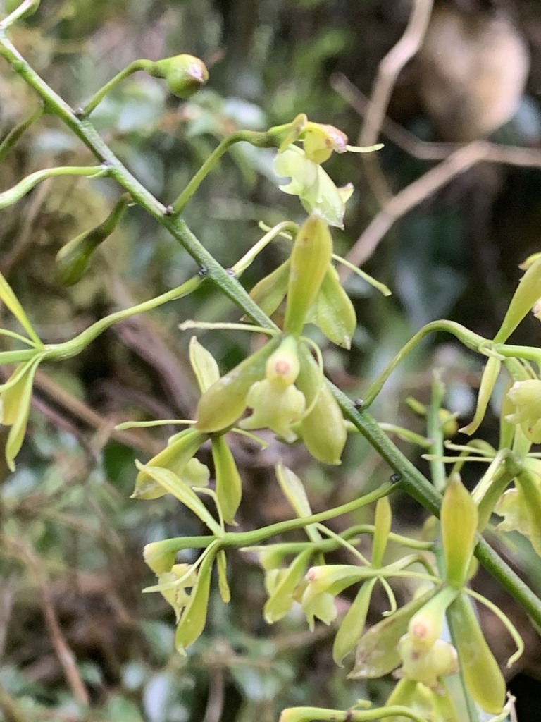 Epidendrum mamapachae Hágsater, F.O.Espinosa & E.Santiago 2
