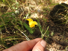 Calochortus amabilis