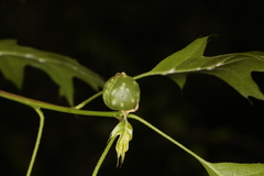 Dryocosmus quercuspalustris