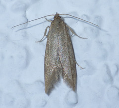 Pseudatemelia subochreella