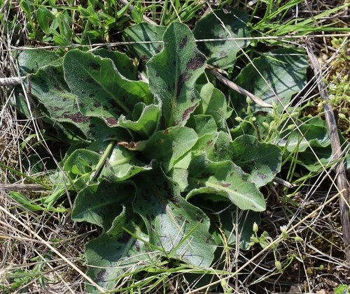 Spotted Hawkweed (Hypochoeris maculata)