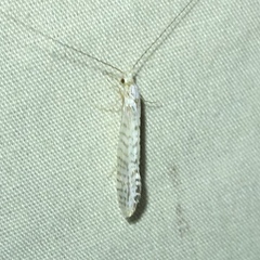 Nectopsyche exquisita