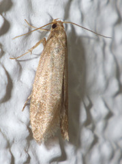 Pseudatemelia subochreella