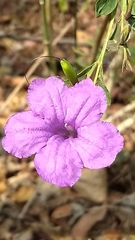 Ruellia breedlovei
