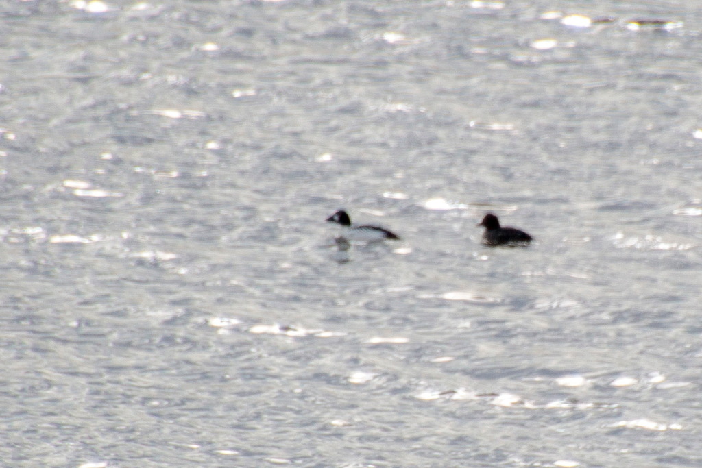 Common Goldeneye from Ногинский р-н, Московская обл., Россия on April ...