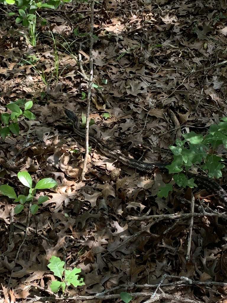 western-ratsnake-from-tarrytown-austin-tx-us-on-april-13-2024-at-03