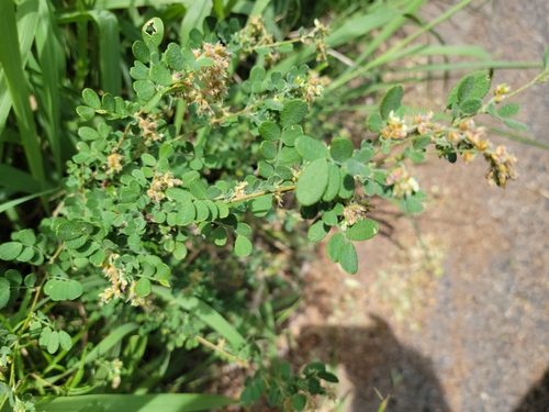 Image of Dalea scandens by (c) johnyochum, some rights reserved (CC BY)