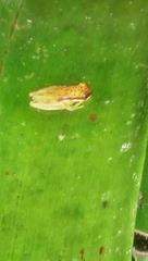 Dendropsophus rhodopeplus