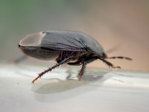 Forget-me-not Shieldbug, photo 6 of 9