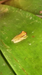Dendropsophus rhodopeplus