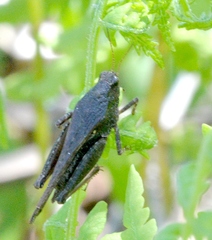 Tettigidea