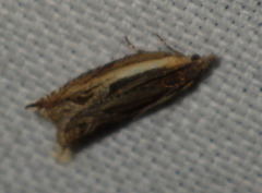 Ancylis apicella
