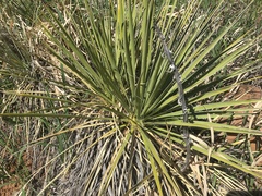 Yucca glauca stricta
