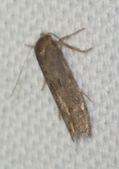 Blastobasis phycidella